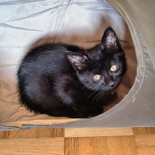 Eloi - adorable chaton #2