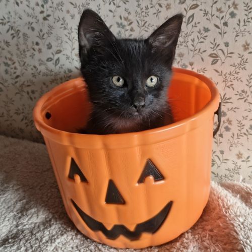 Eloi - adorable chaton