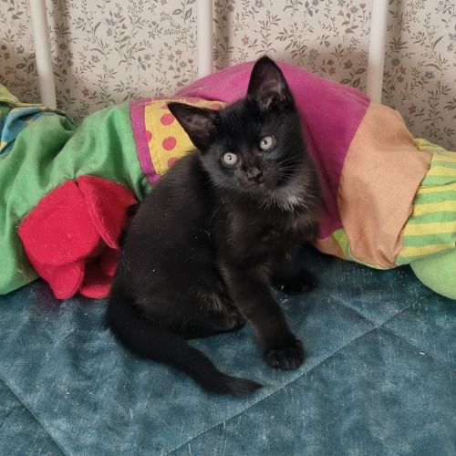 Eloi - adorable chaton #4