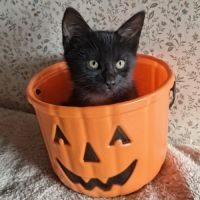 Eloi - adorable chaton