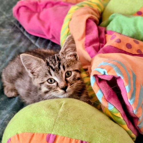 Elias-adorable chaton #2
