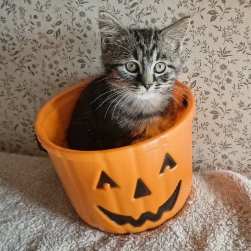 Elias-adorable chaton
