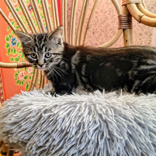Elias-adorable chaton #5