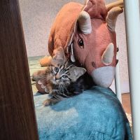 Elias-adorable chaton #1