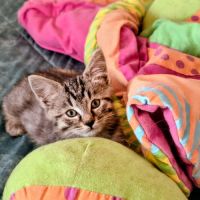 Elias-adorable chaton #2