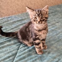 Elias-adorable chaton #4