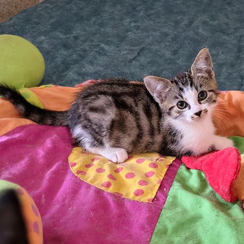 Esmée-adorable chatonne #1