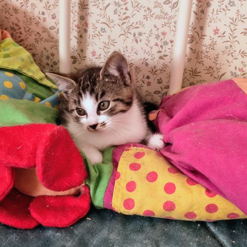 Esmée-adorable chatonne #4