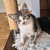 Esmée-adorable chatonne #2
