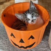 Esmée-adorable chatonne