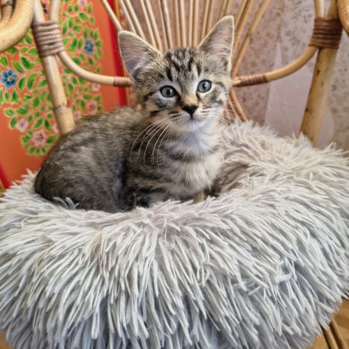 Eden-adorable chaton #2