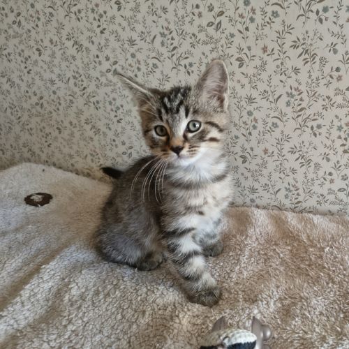 Eden-adorable chaton #3