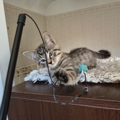 Eden-adorable chaton #5