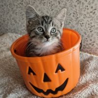 Eden-adorable chaton