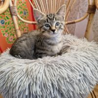 Eden-adorable chaton #2