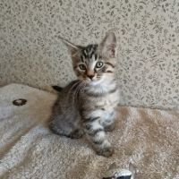 Eden-adorable chaton #3