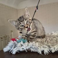 Eden-adorable chaton #4