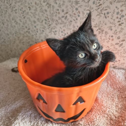 Elie-adorable chaton