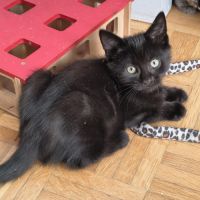 Elie-adorable chaton #2