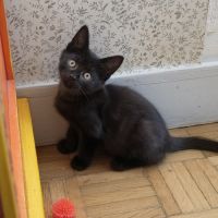 Elie-adorable chaton #3