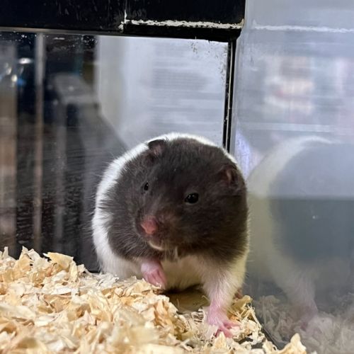 Magnifiques hamster syrien #2