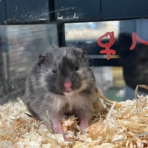 Magnifiques hamster syrien