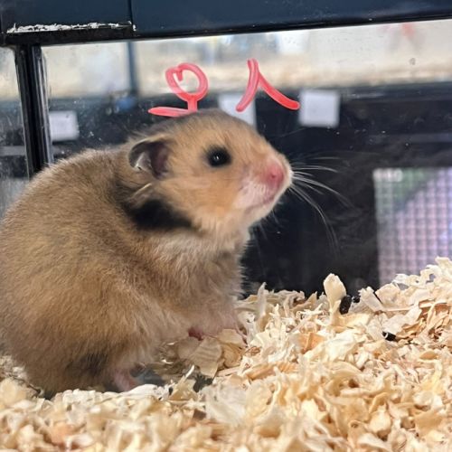 Magnifiques hamster syrien #4