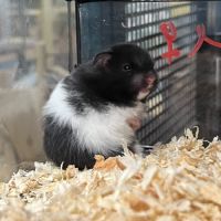 Magnifiques hamster syrien #1