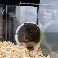 Magnifiques hamster syrien #2