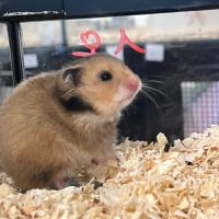 Magnifiques hamster syrien #4