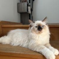 Mâle sacré de birmanie