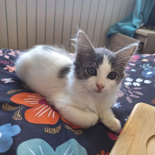 A l'adoption mistinguette #0