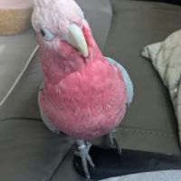 Cacatoès rosablin à vendre #1