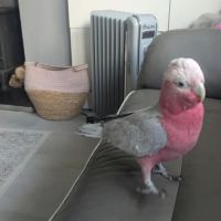 Cacatoès rosablin à vendre