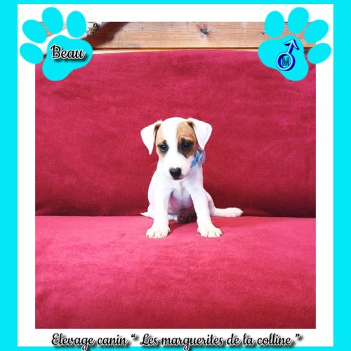 2 chiots jack russell terrier disponibles de suite #3