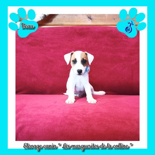 2 chiots jack russell terrier disponibles de suite #4