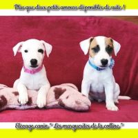 2 chiots jack russell terrier disponibles de suite
