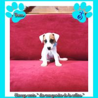 2 chiots jack russell terrier disponibles de suite #3