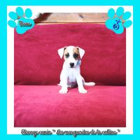 2 chiots jack russell terrier disponibles de suite #4