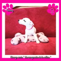 2 chiots jack russell terrier disponibles de suite #5