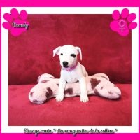 2 chiots jack russell terrier disponibles de suite #6