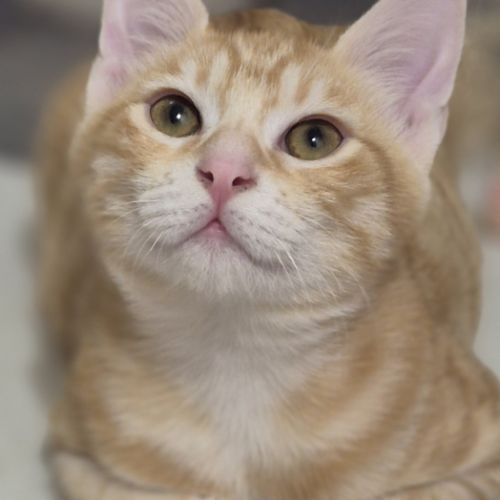 Benji, 5 mois, petit cœur en quête d’amour #0