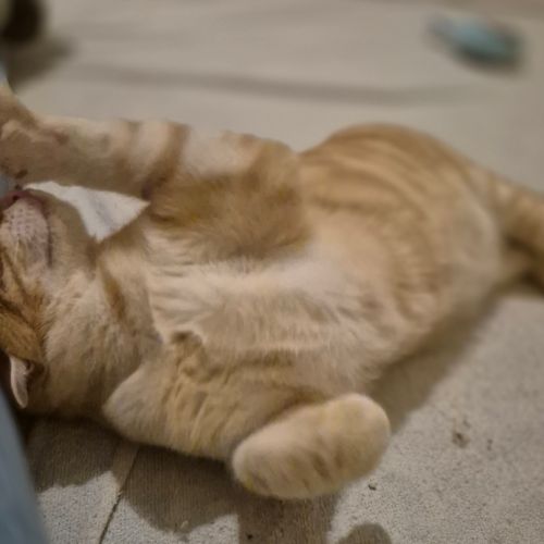 Benji, 5 mois, petit cœur en quête d’amour #2
