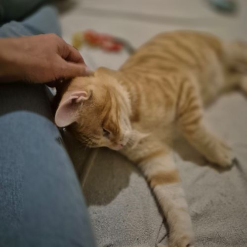 Benji, 5 mois, petit cœur en quête d’amour #3