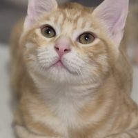 Benji, 5 mois, petit cœur en quête d’amour