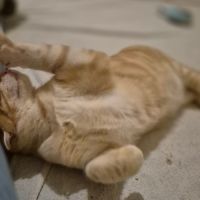 Benji, 5 mois, petit cœur en quête d’amour #2