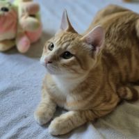 Benji, 5 mois, petit cœur en quête d’amour #4