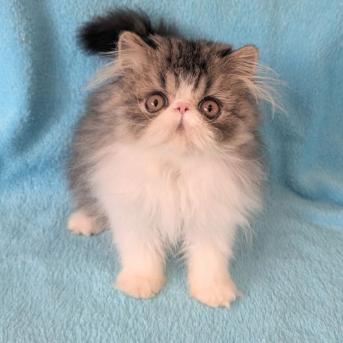 Magnifique chaton persan mâle loof #0