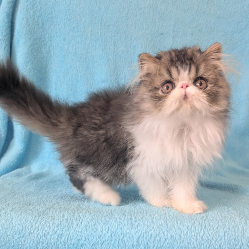 Magnifique chaton persan mâle loof #3