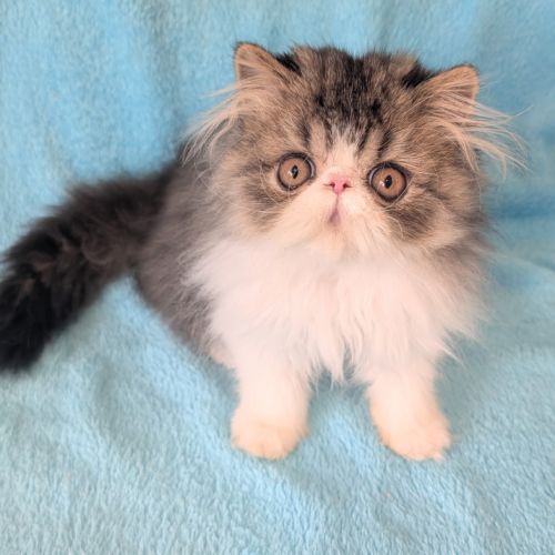 Magnifique chaton persan mâle loof #4